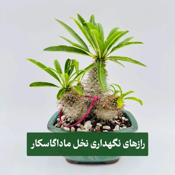 نخل ماداگاسکار