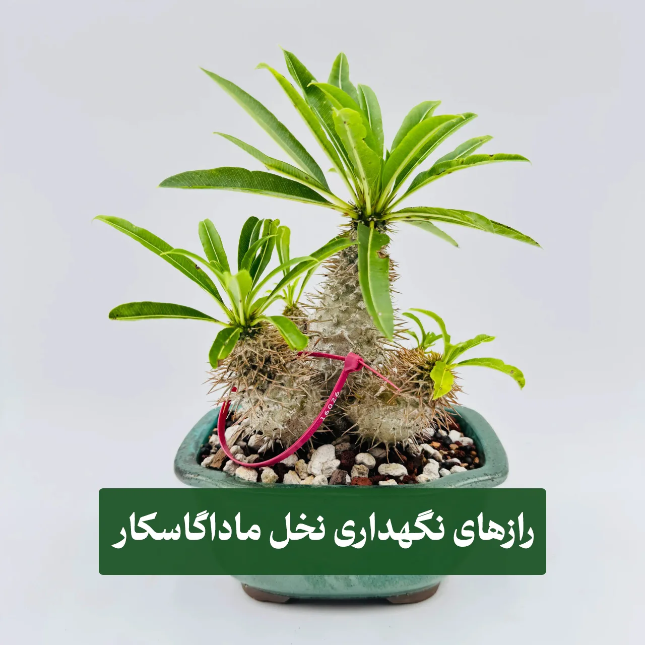 نخل ماداگاسکار