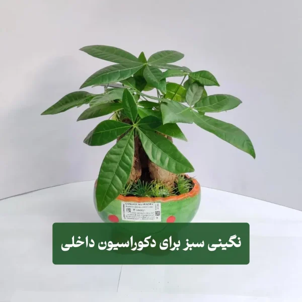 گیاه پاچیرا