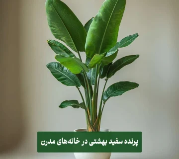 گیاه نخل نیکولای