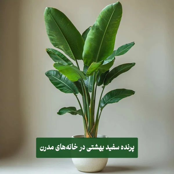 گیاه نخل نیکولای