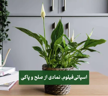 اسپاتی‌فیلوم