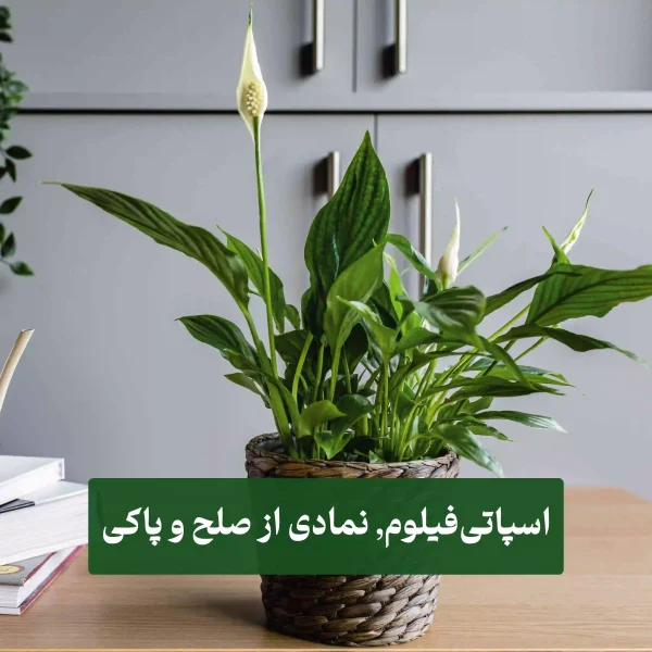 اسپاتی‌فیلوم