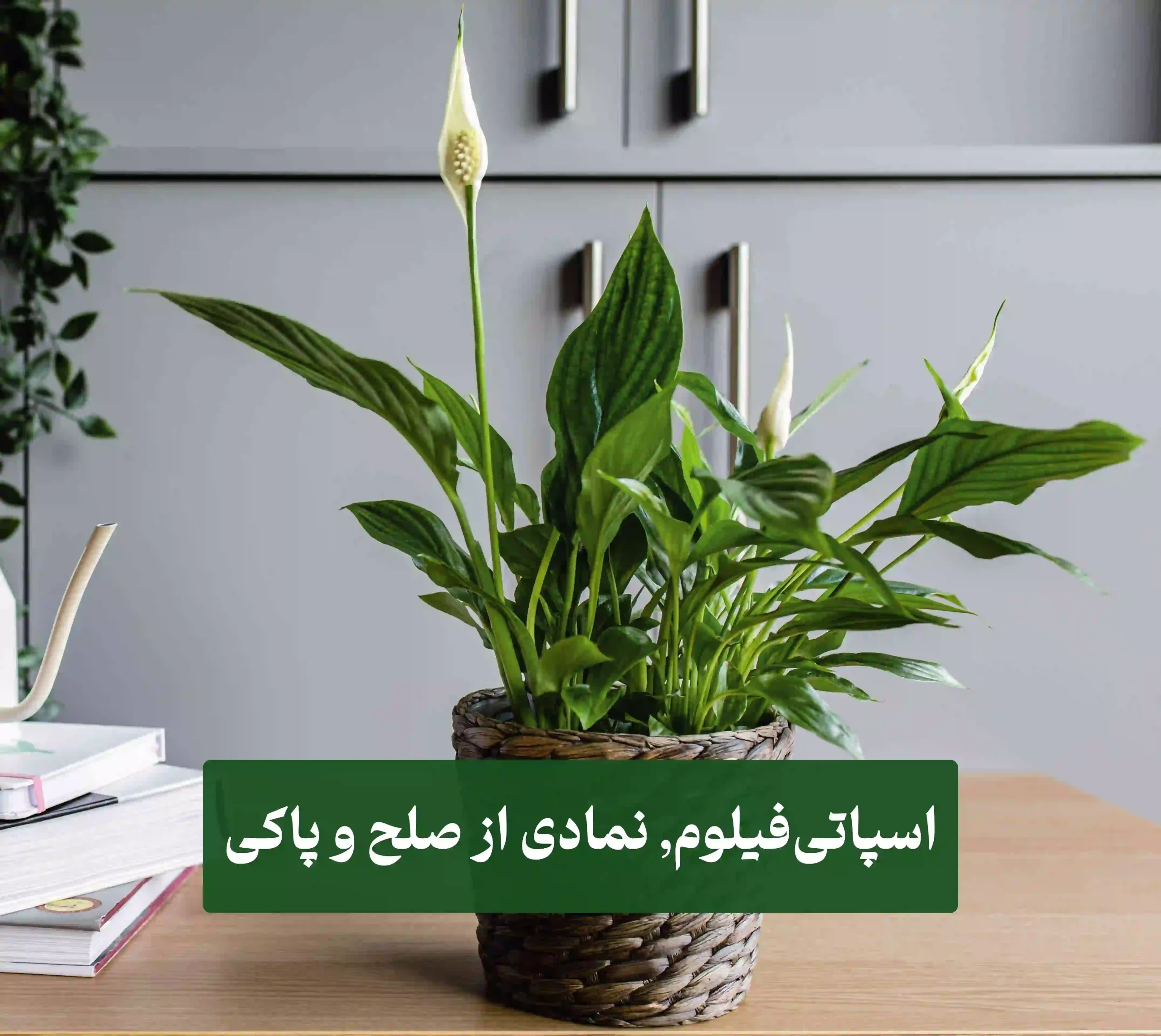 اسپاتیفیلوم