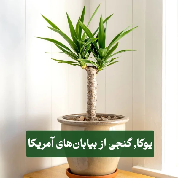گیاه یوکا