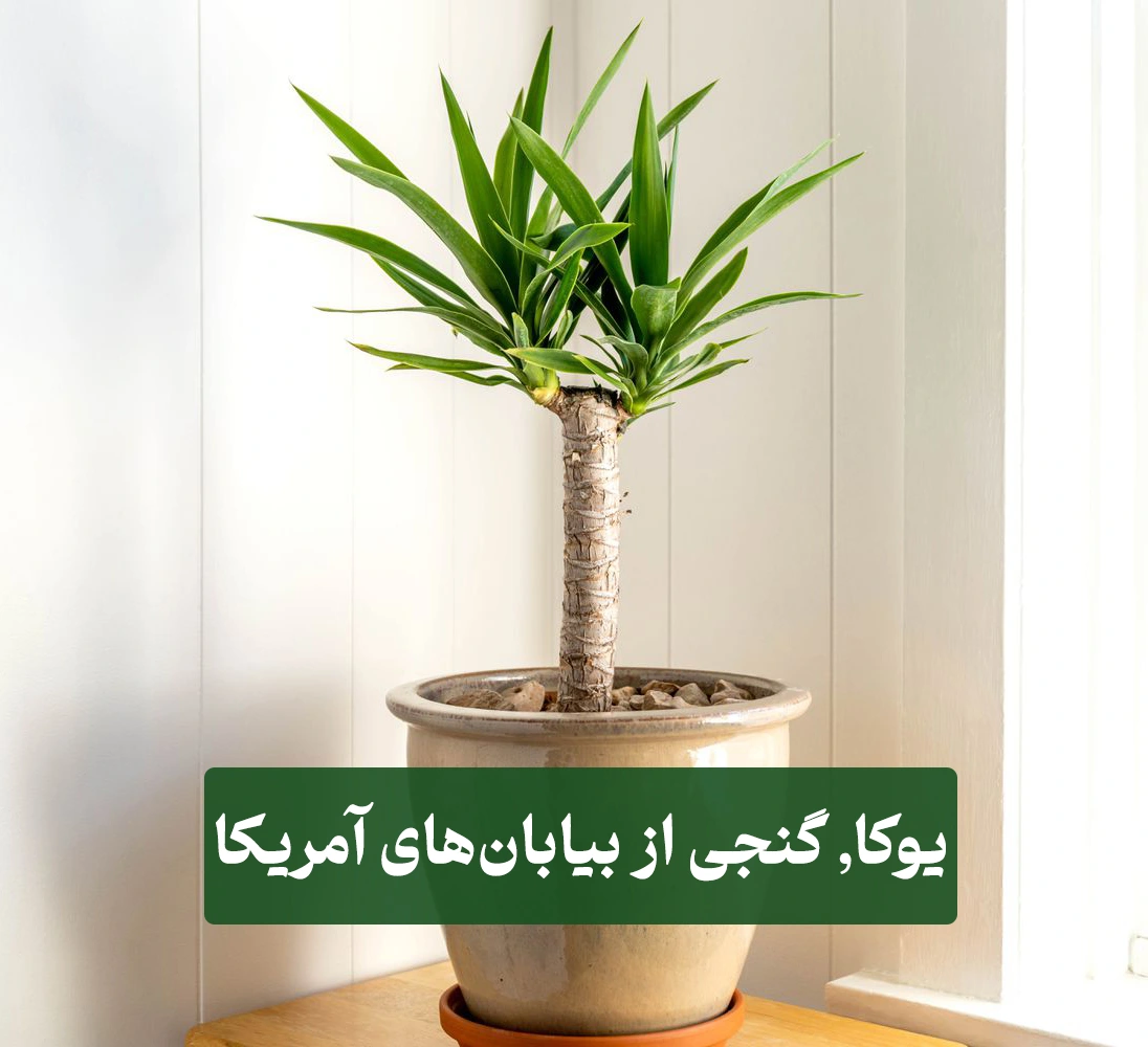 گیاه یوکا | Yucca 1 گیاه یوکا