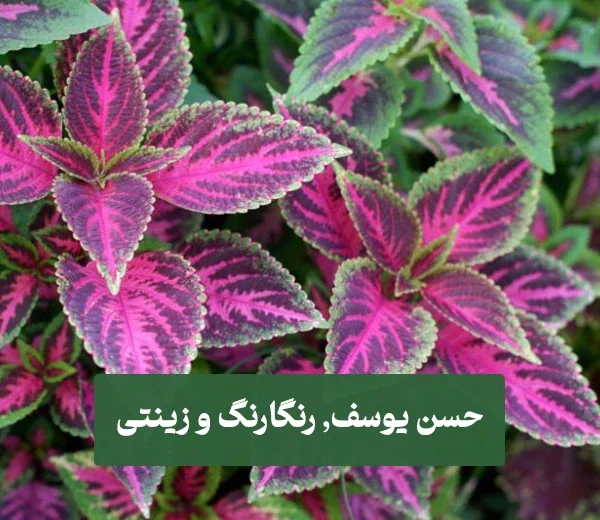 گیاه حسن یوسف