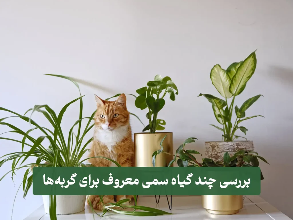 زطس گیاهان سمی معروف برای گربه