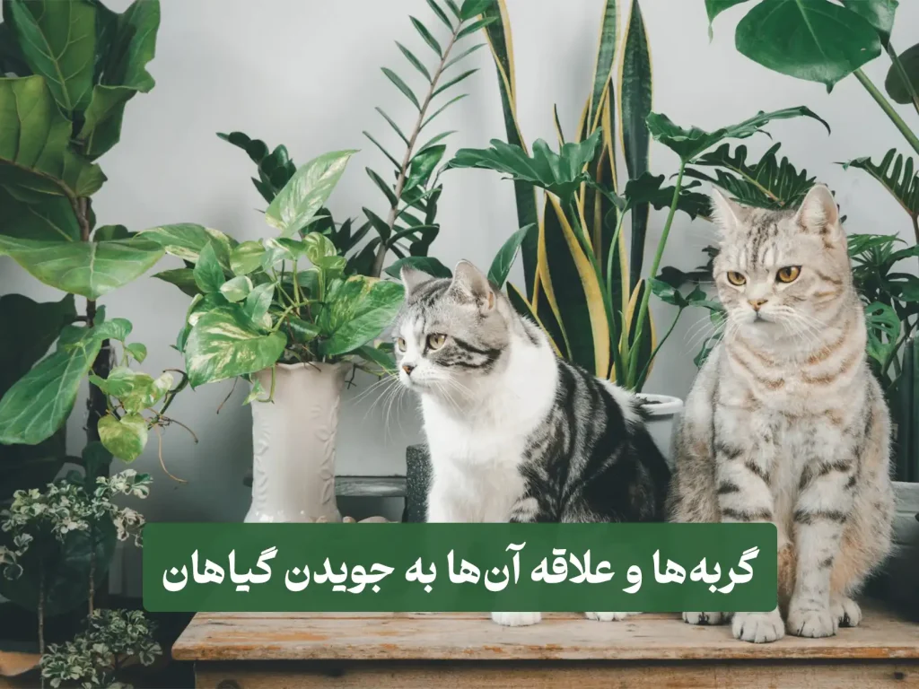 زیثق۳ گربه ها