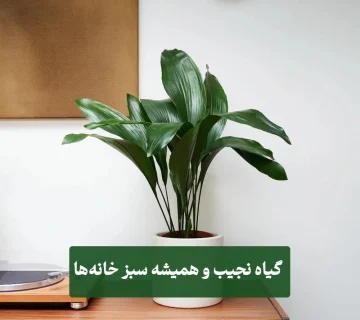 گیاه برگ عبایی