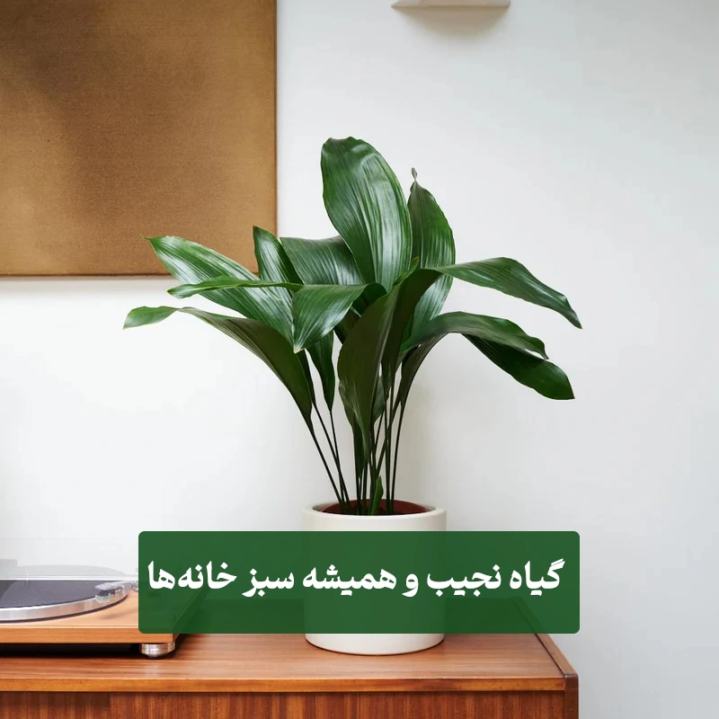 گیاه برگ عبایی