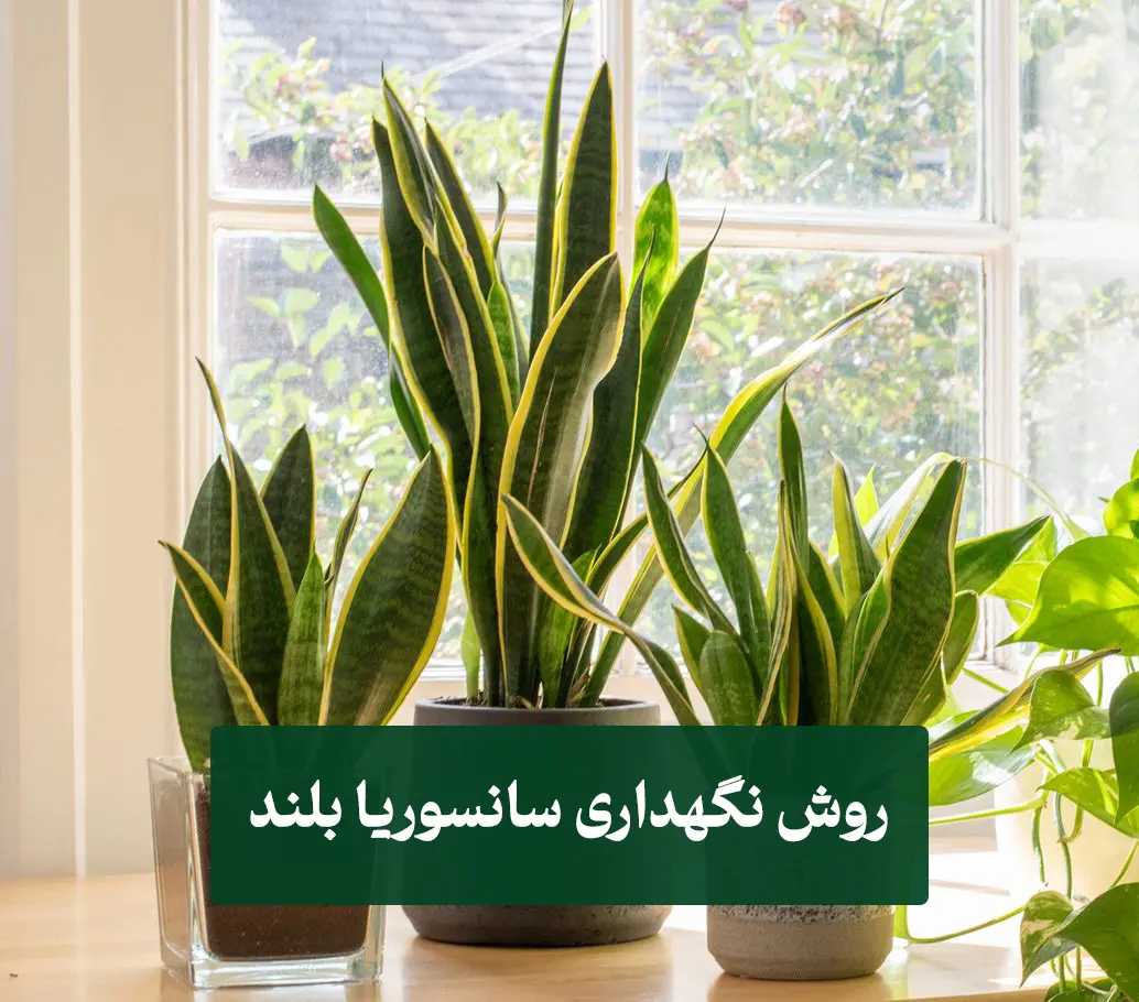 روش نگهداری سانسوریا بلند | انواع سانسوریا 1 روش نگهداری سانسوریا بلند