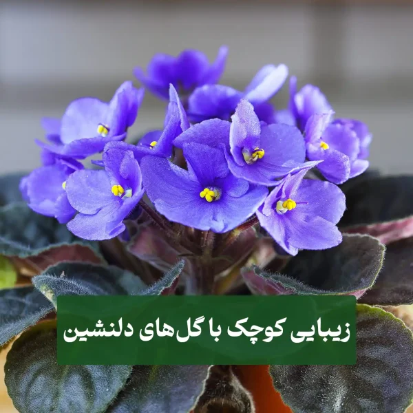 بنفشه آفریقایی