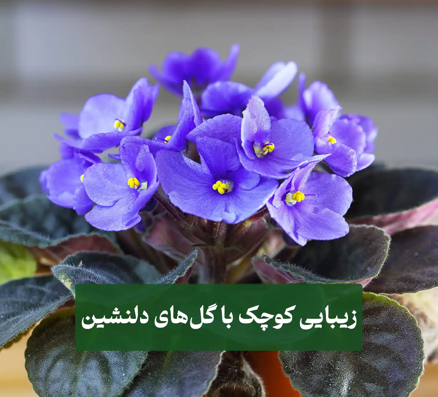 بنفشه آفریقایی