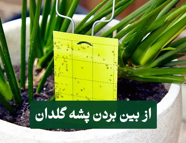 از بین بردن پشه گلدان