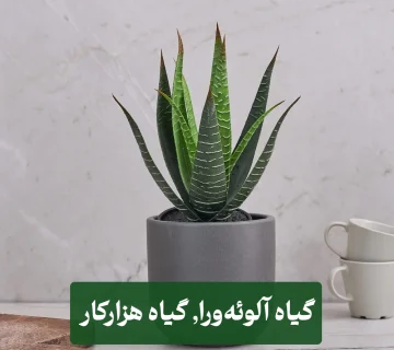 گیاه آلوئه‌ورا