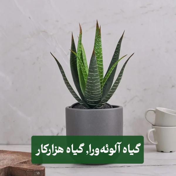 گیاه آلوئه‌ورا