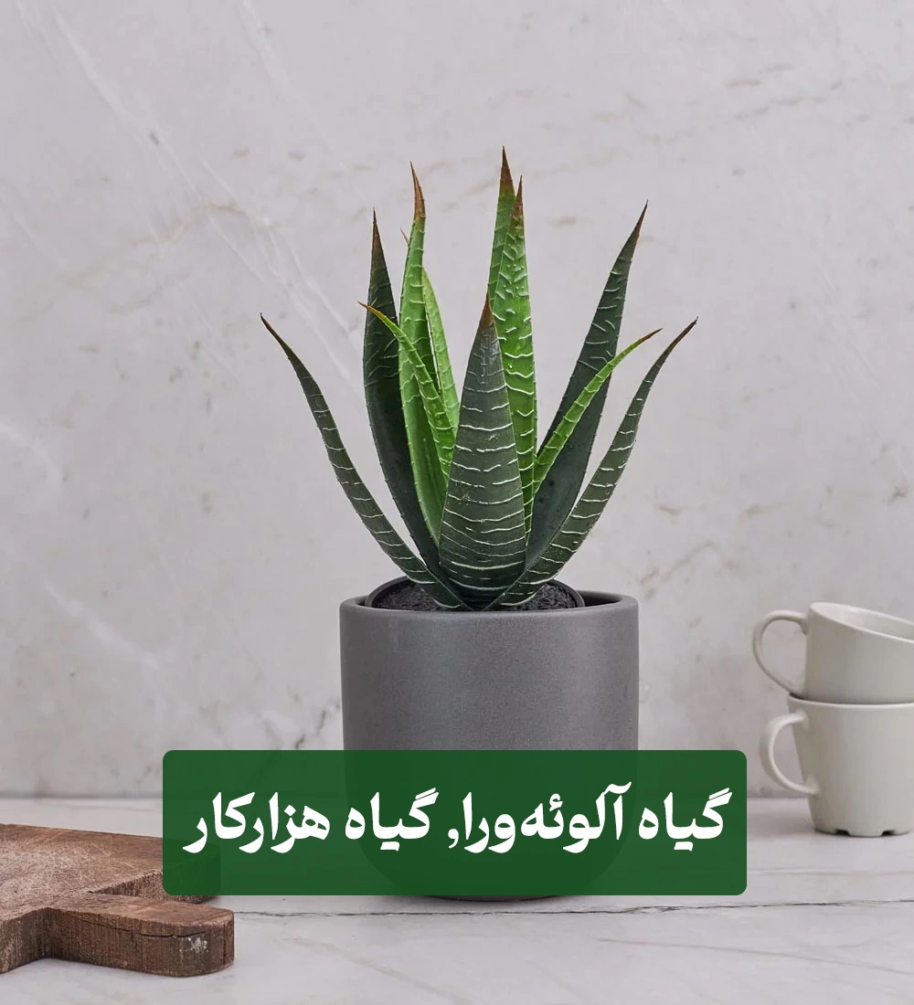 گیاه آلوئهورا