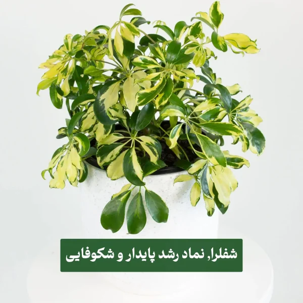 گیاه شفلرا