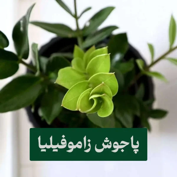 پاجوش زاموفیلیا