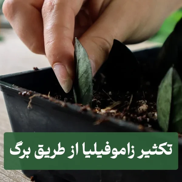 تکثیر زاموفیلیا از طریق برگ