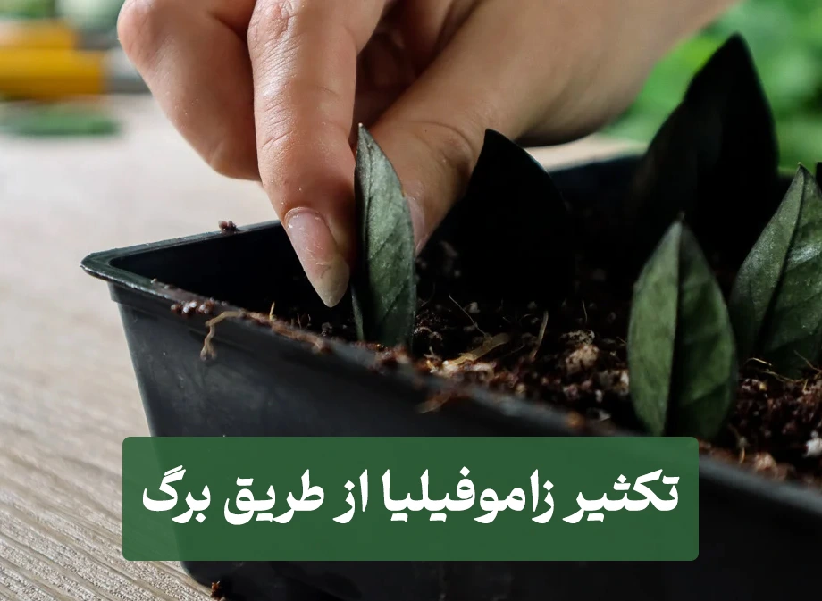 تکثیر زاموفیلیا از طریق برگ