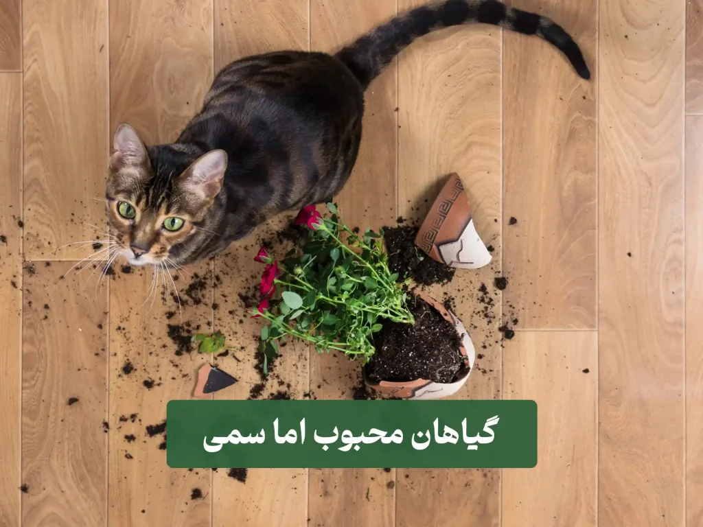 یثس گیاهان سمی