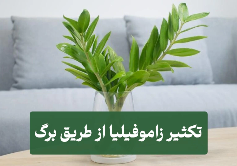 بهترین روش تکثیر زاموفیلیا