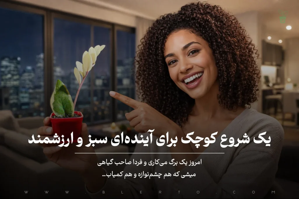 برگ غده دار زاموفیلیا ابلق