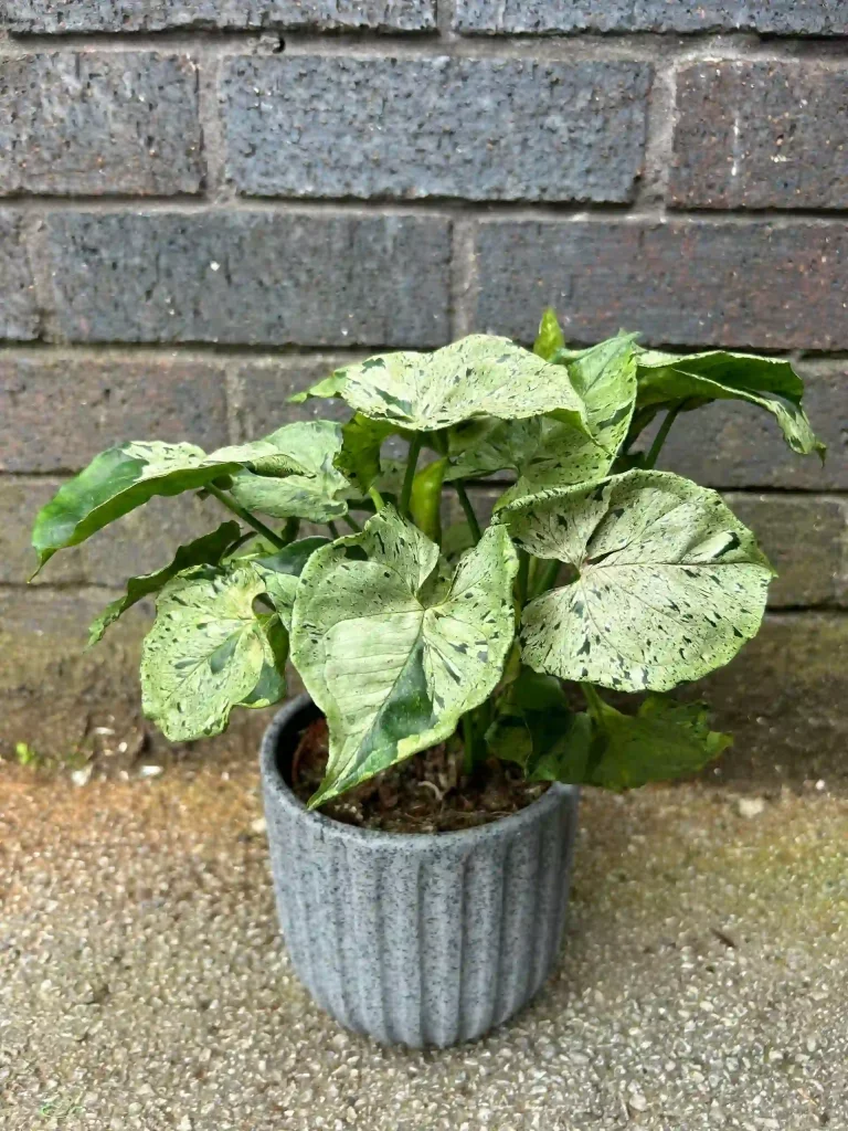 Syngonium greens plash
