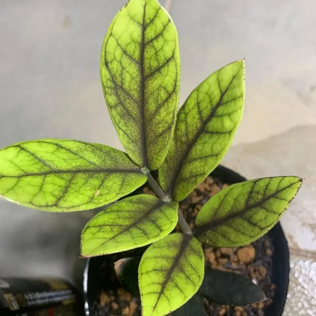 زاموفیلیا آکبونو