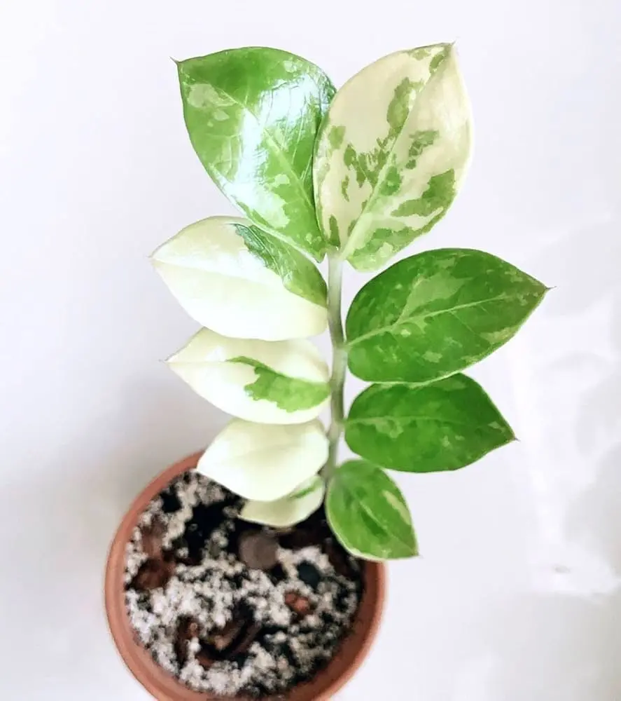 زاموفیلیا سفید خوش شانس