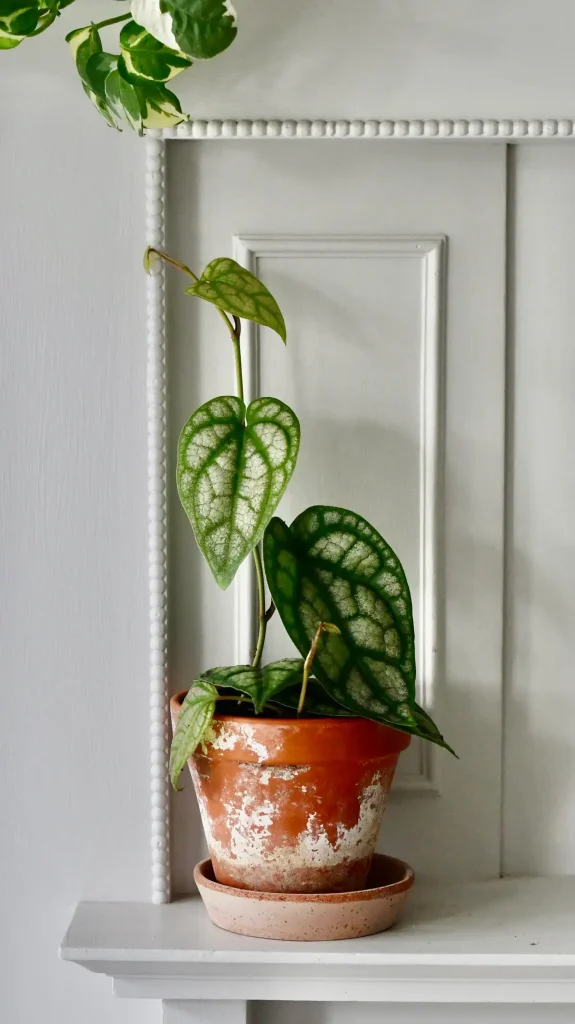 98bb8d_0008d2d71a484099a069d05bfa9f34ec_mv2_1400x گیاه کلکسیونی