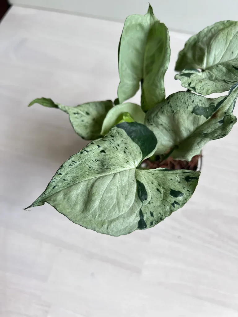 سینگونیوم سبز اسپلش