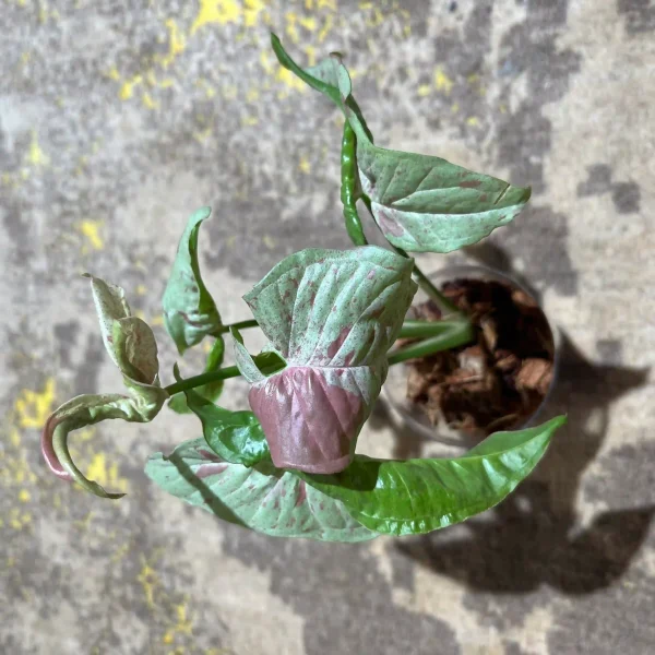 سینگونیوم میلک کانفتی