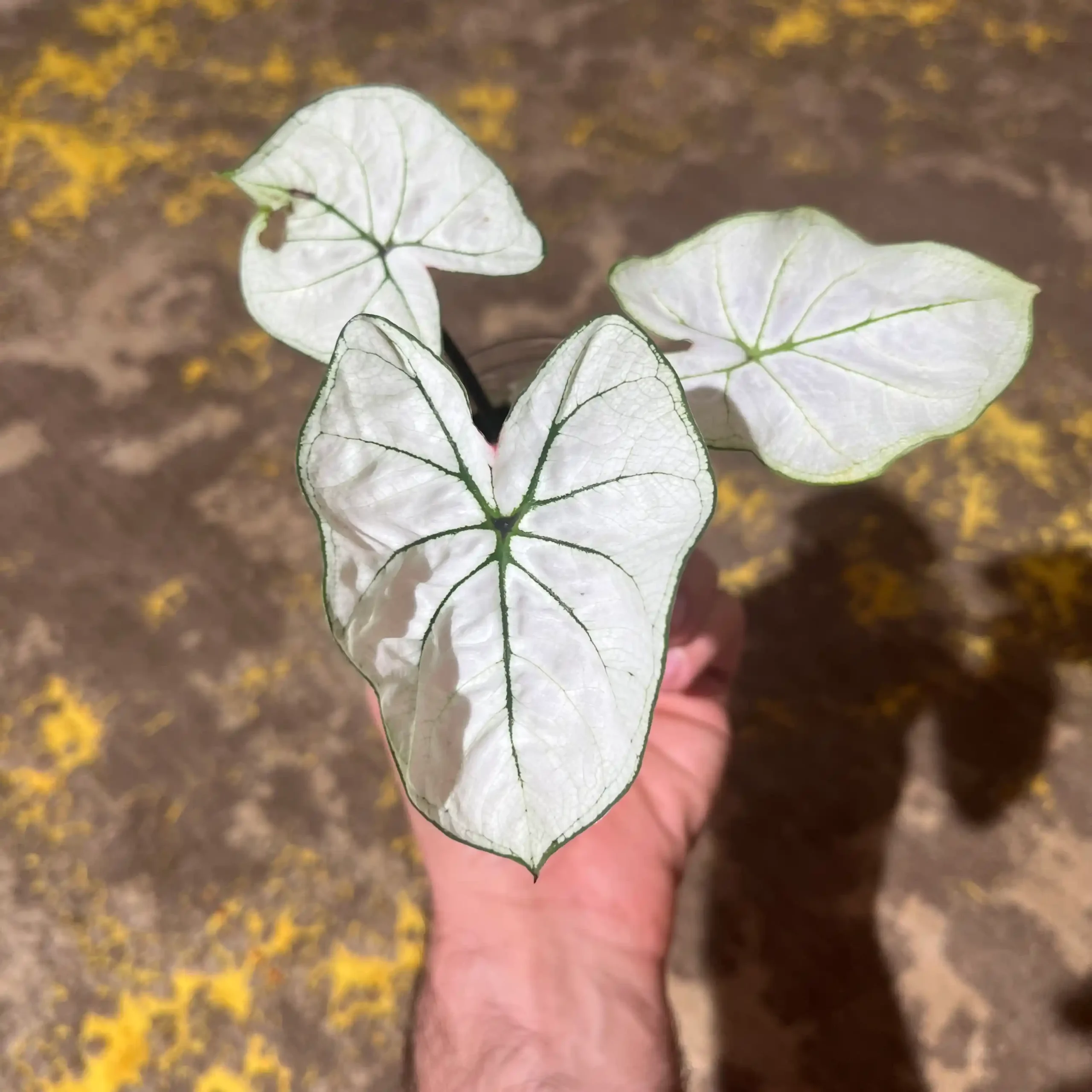 کالادیوم مهتابی 2 کالادیوم