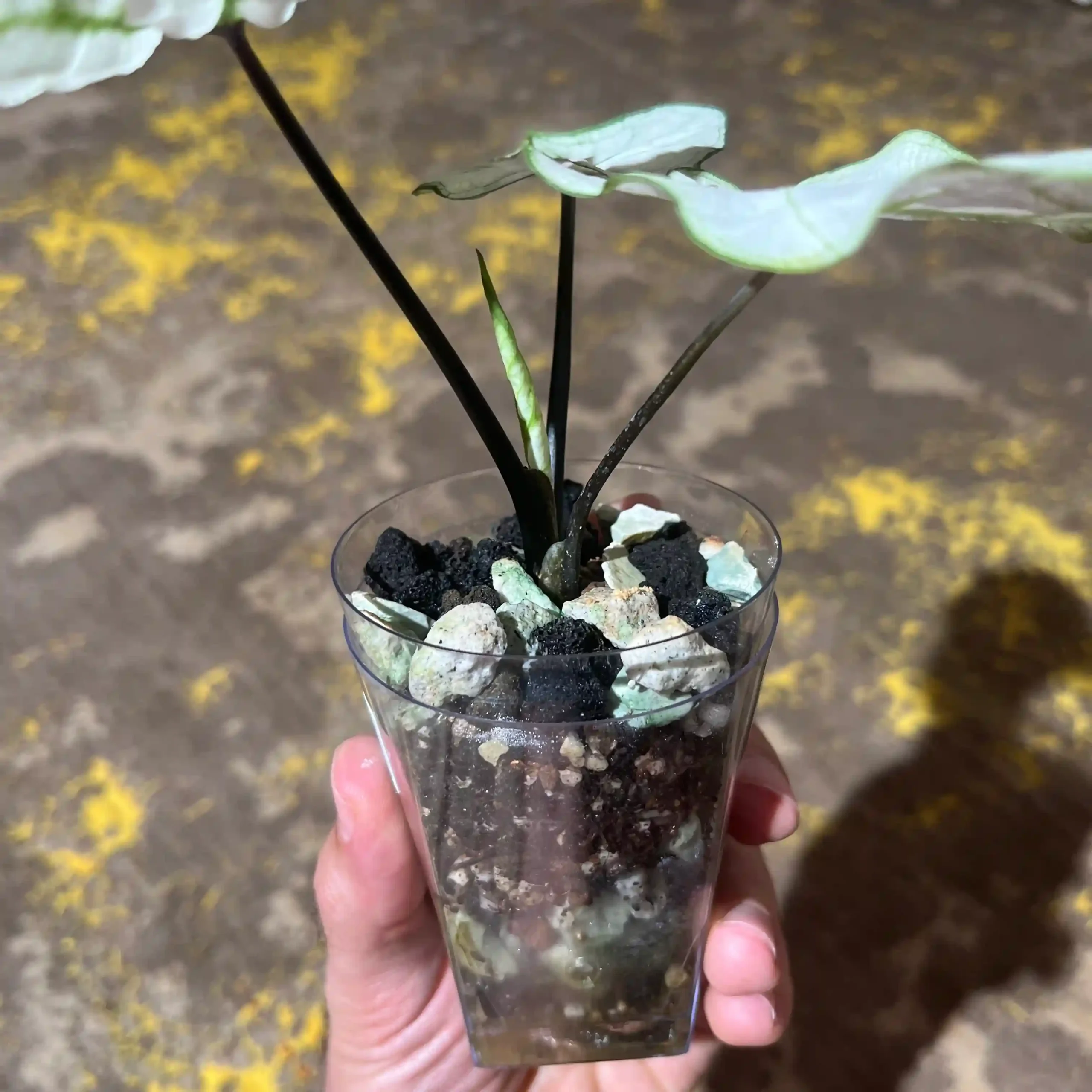 کالادیوم مهتابی 3 کالادیوم