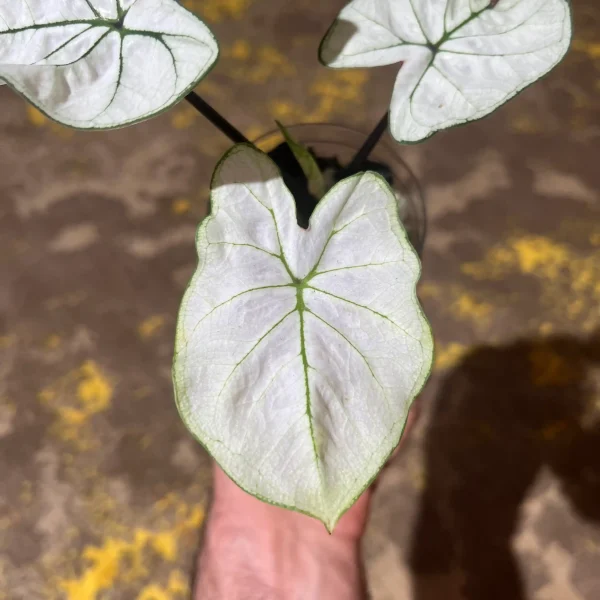 کالادیوم مهتابی