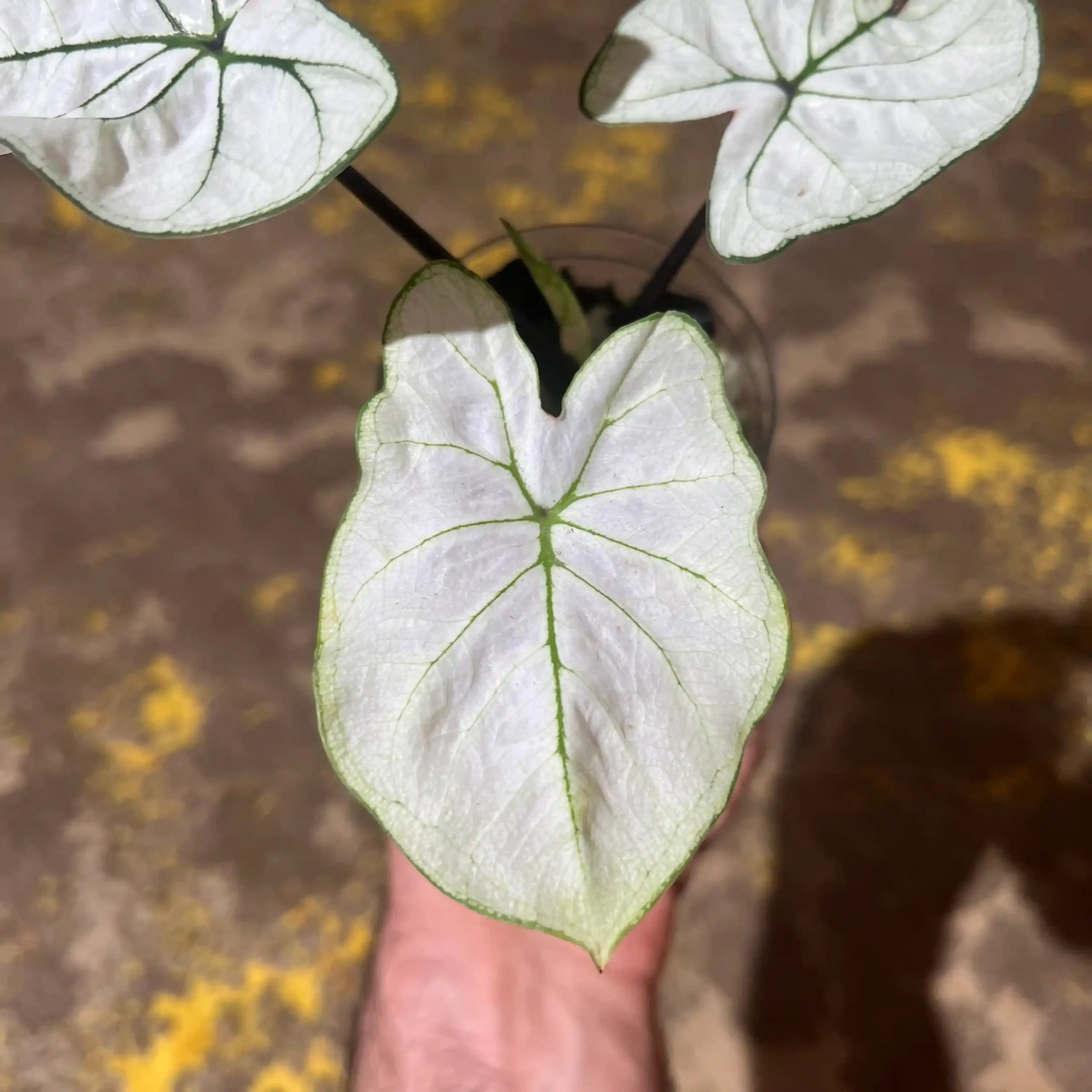 کالادیوم مهتابی 1 کالادیوم مهتابی