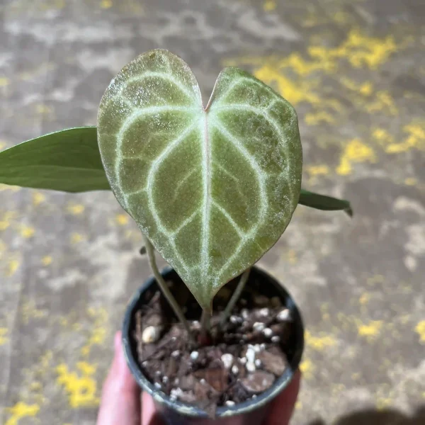 آنتوریوم کلارینرویوم