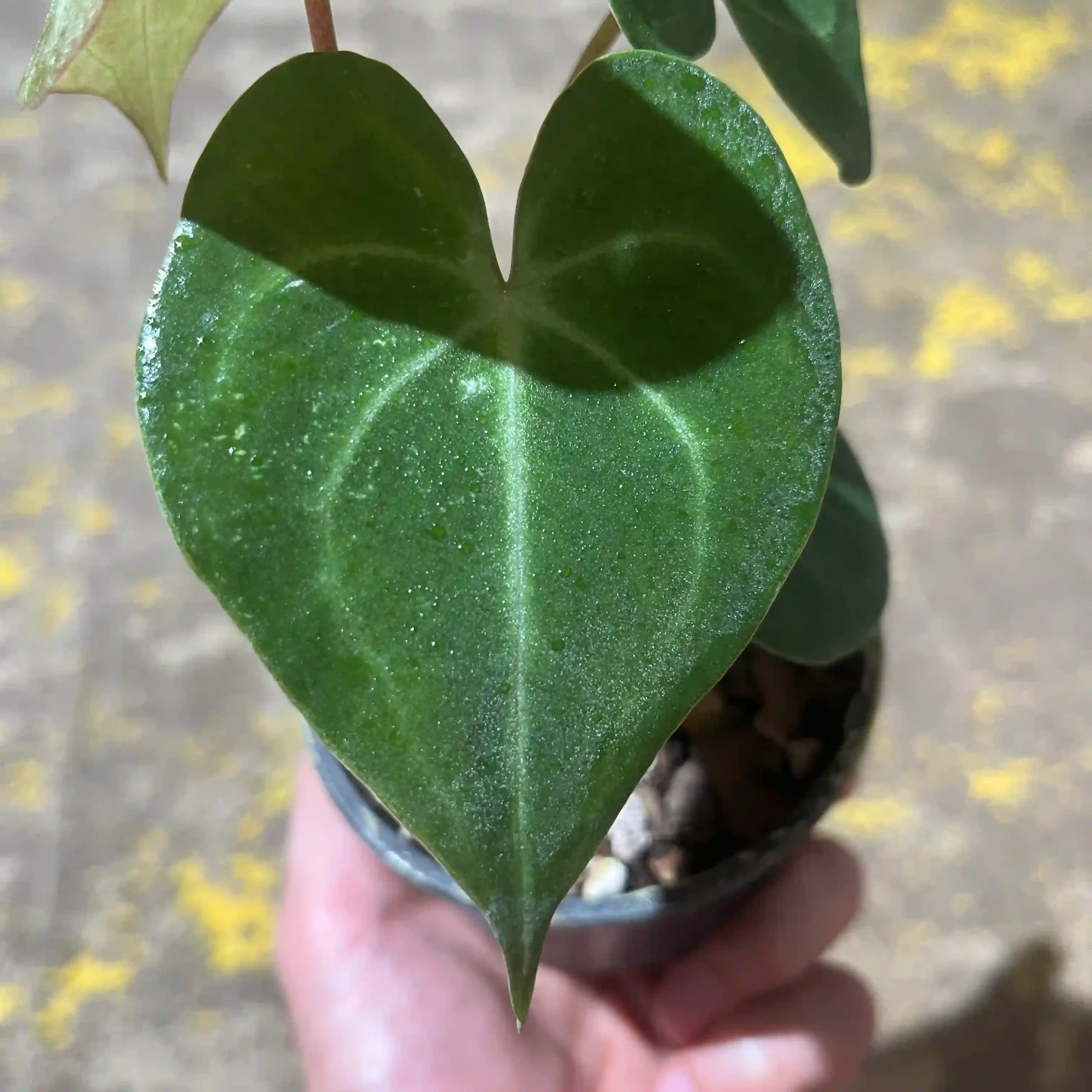 آنتوریوم کلارینرویوم 2 آنتوریوم کلارینرویوم