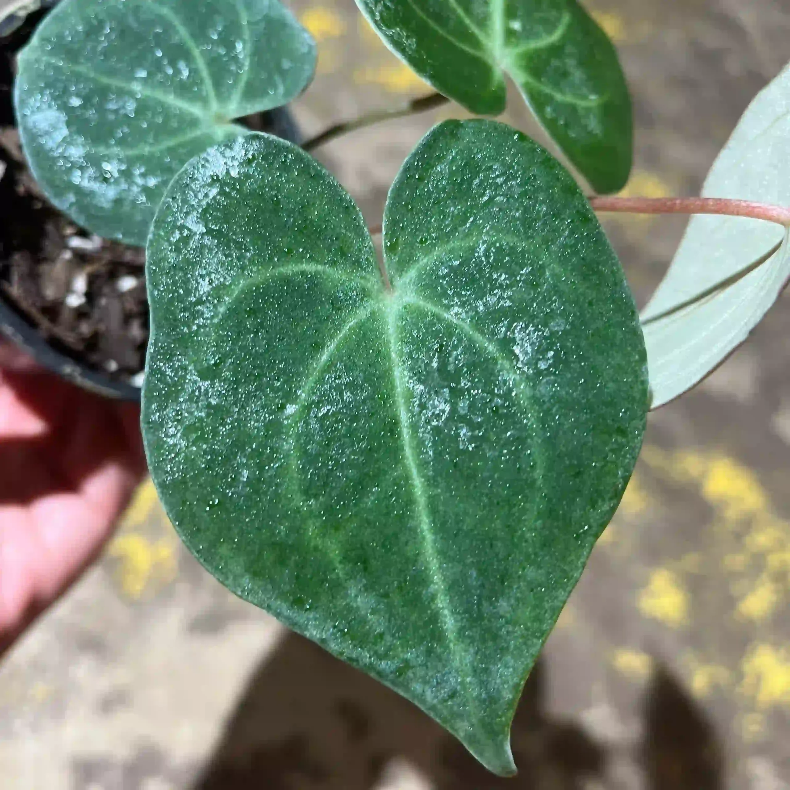 آنتوریوم کلارینرویوم 3 آنتوریوم کلارینرویوم