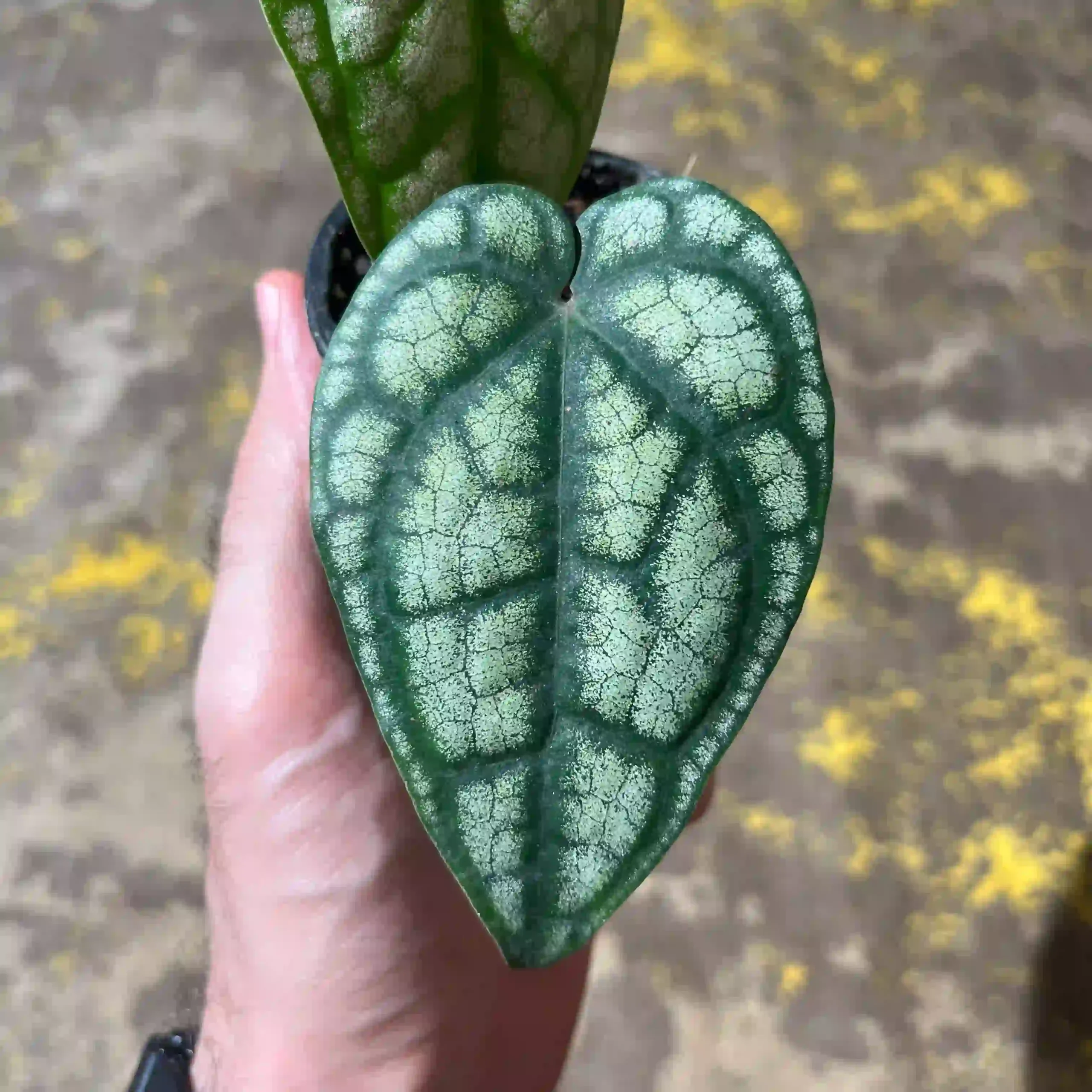 پایپر سیلواتیکوم 1 پایپر سیلواتیکوم