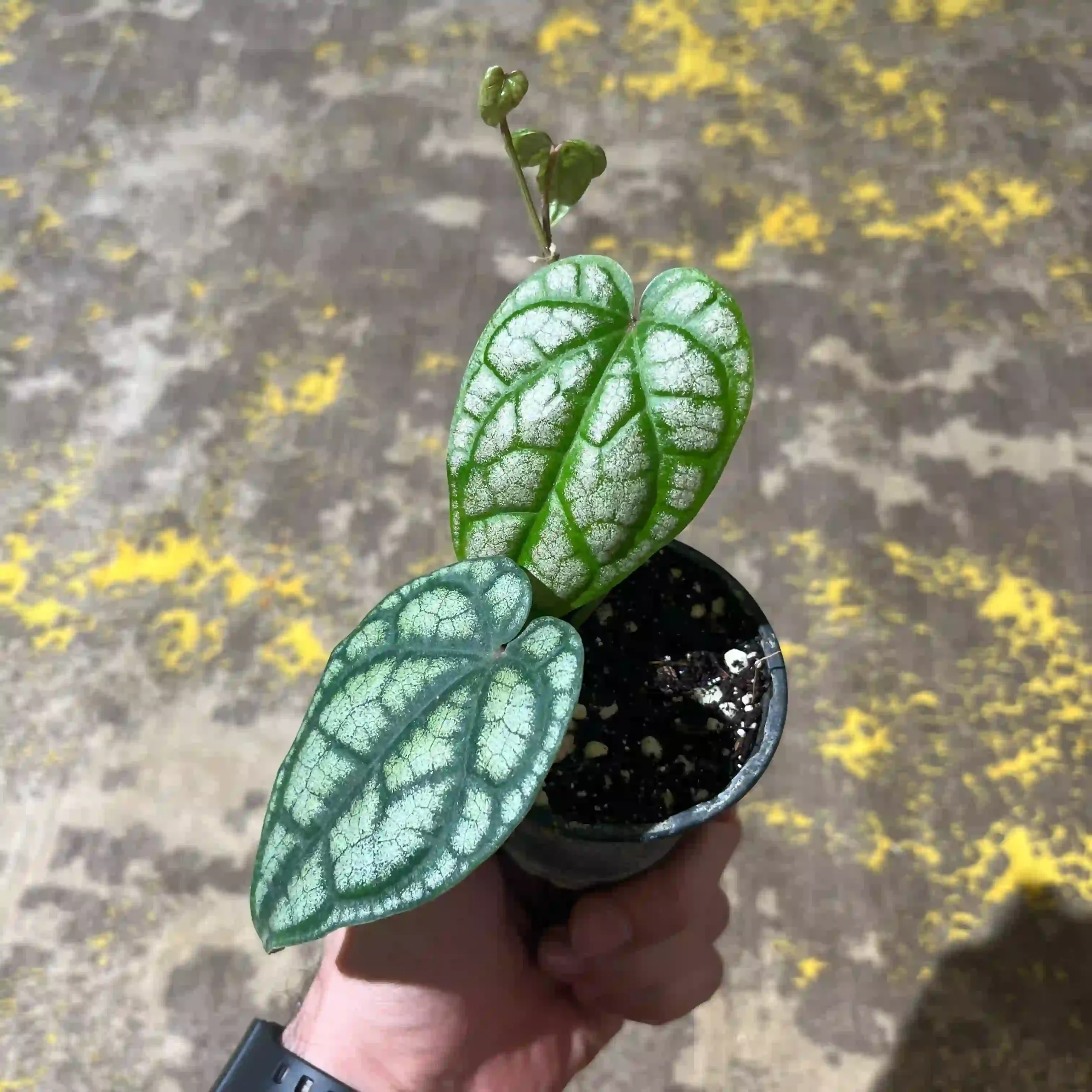 پایپر سیلواتیکوم 2 سیلواتیکوم