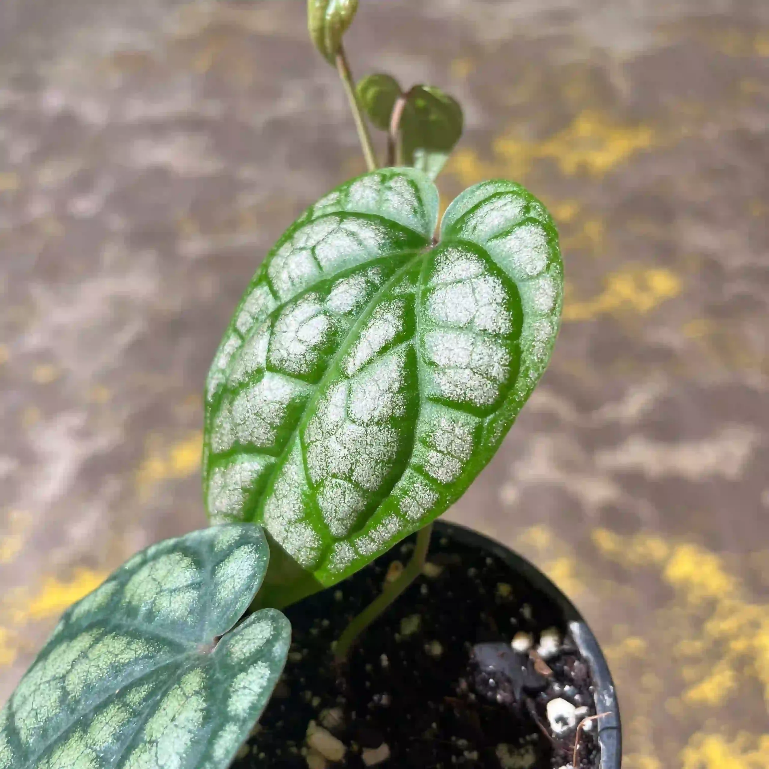 پایپر سیلواتیکوم 3 پایپر سیلواتیکوم