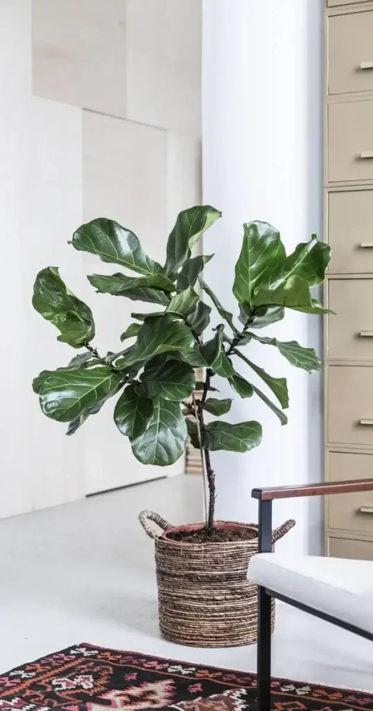 None_-_e1b23b3c-fdc2-4d4c-8105-26.2e16d0ba.fill-630x1200 فیکوس دلتا