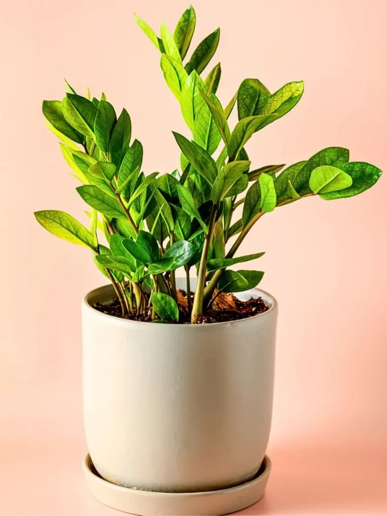 زاموفیلیا زمردی