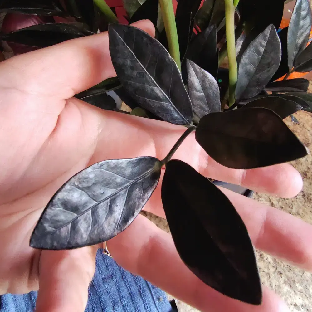 زاموفیلیا سوپرنوا