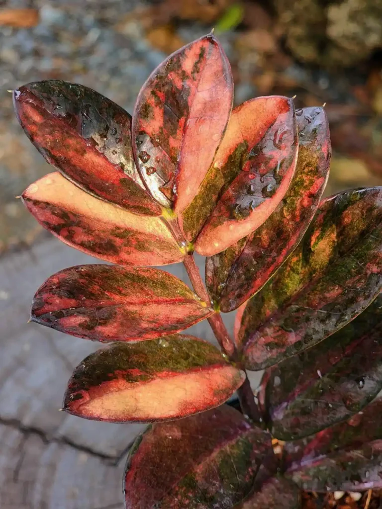 زاموفیلیا شرابی