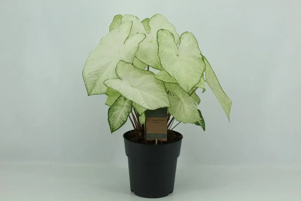 aij47rdd9e4n5bvls8f0b0u5cpk37rm39i9pc4kd_big کالادیوم مهتابی